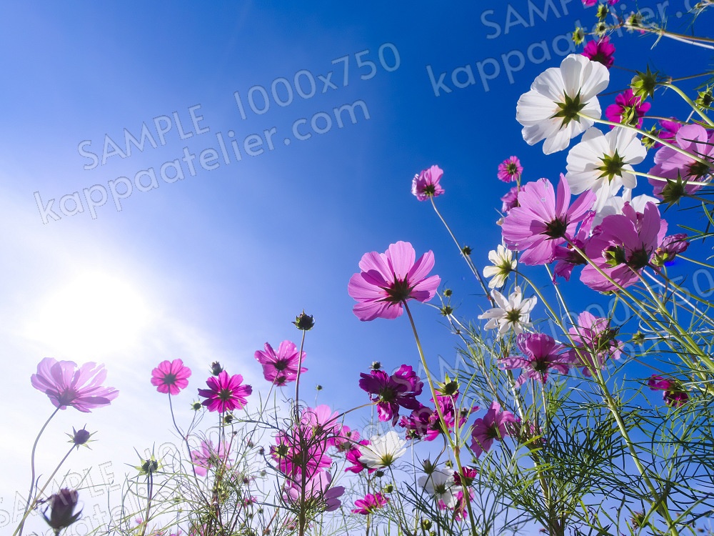 コスモスと青空 写真素材 花 common cosmos and blue sky flower image material