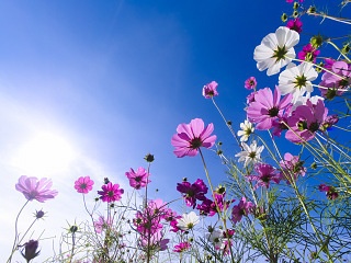 コスモスと青空 写真素材 花 common cosmos and blue sky flower image material