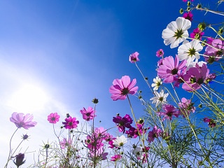 コスモスと青空 写真素材 花 common cosmos and blue sky flower image material