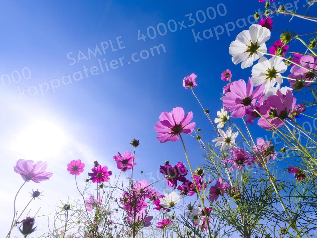 コスモスと青空 写真素材 花 common cosmos and blue sky flower image material