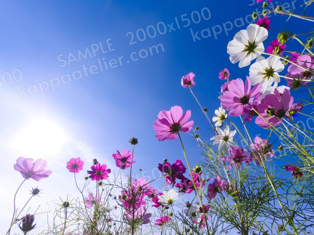 コスモスと青空 写真素材 花 common cosmos and blue sky flower image material