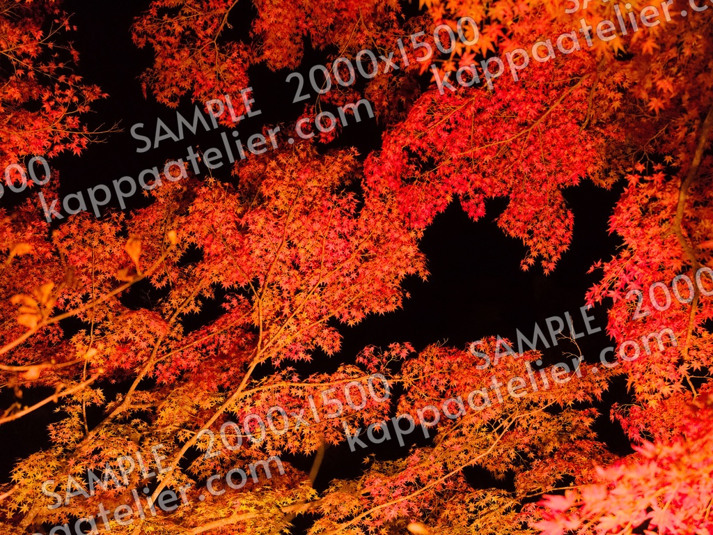 紅葉のライトアップ 写真素材 light up autumn leaves image material
