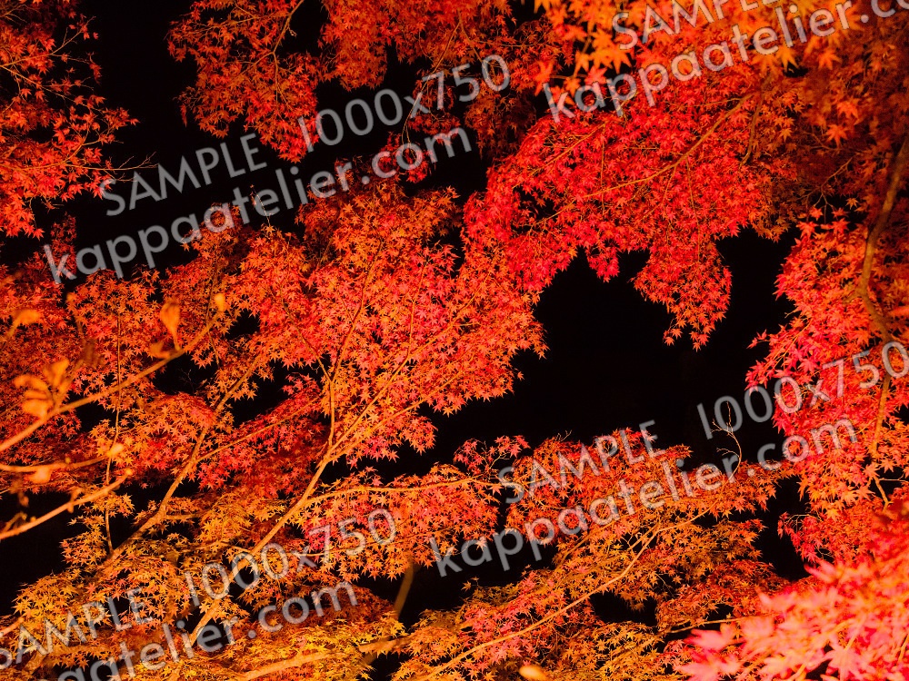 紅葉のライトアップ 写真素材 light up autumn leaves image material