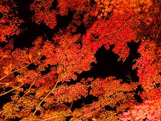 紅葉のライトアップ 写真素材 light up autumn leaves image material