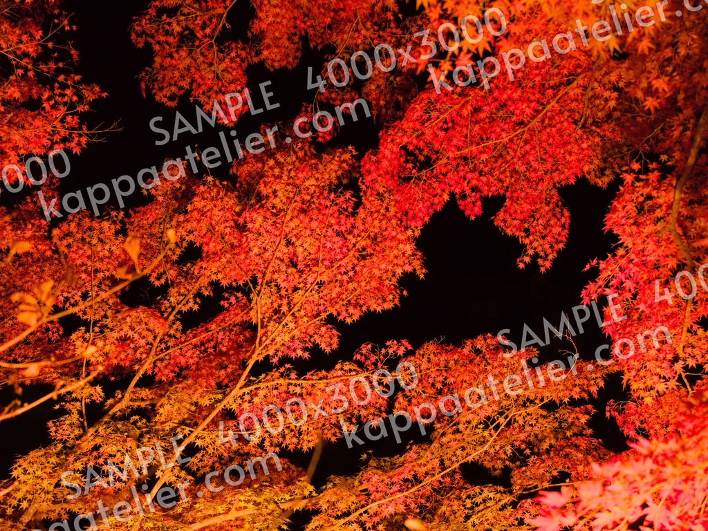 紅葉のライトアップ 写真素材 light up autumn leaves image material
