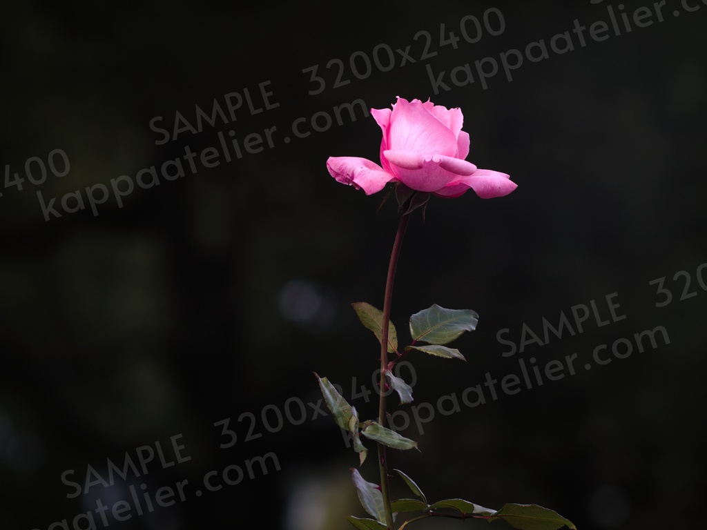 ピンクのバラ 写真素材 花 pink rose flower image material