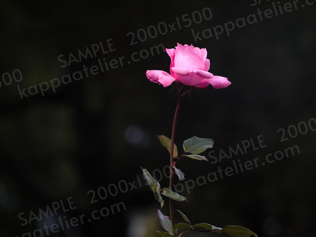 ピンクのバラ 写真素材 花 pink rose flower image material