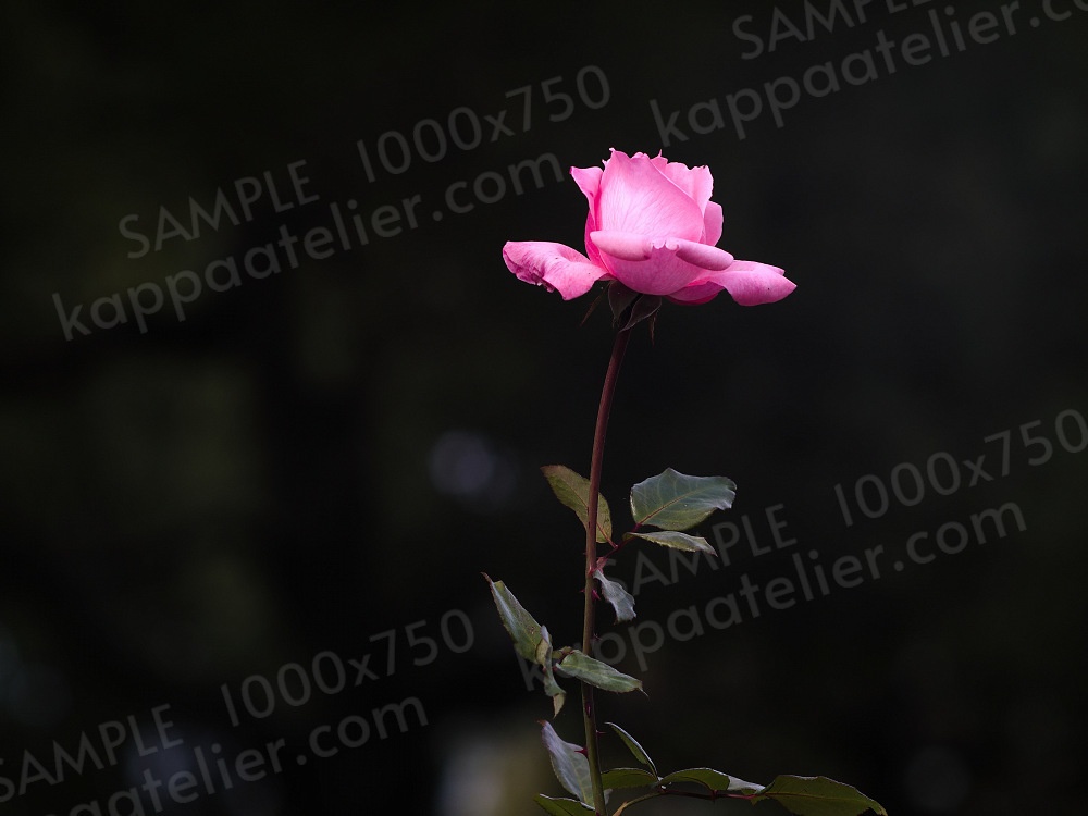 ピンクのバラ 写真素材 花 pink rose flower image material