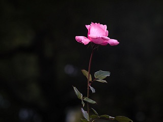 ピンクのバラ 写真素材 花 pink rose flower image material