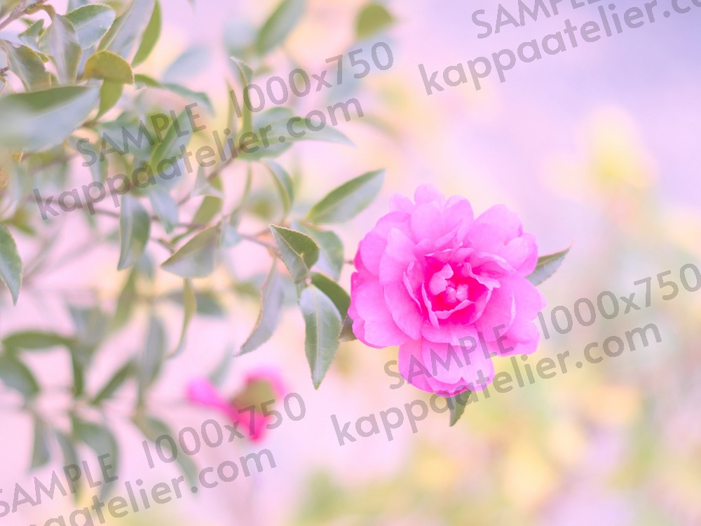 ピンクのサザンカ 写真素材 花 pink camellia sasanqua flower image material