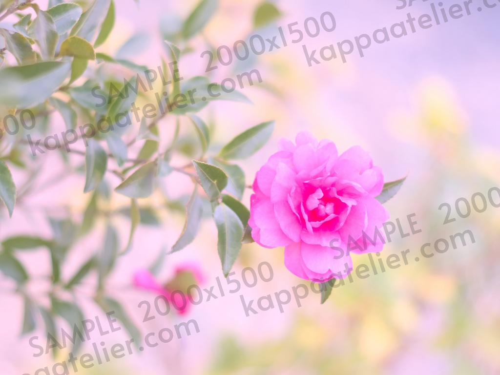 ピンクのサザンカ 写真素材 花 pink camellia sasanqua flower image material