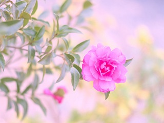 ピンクのサザンカ 写真素材 花 pink camellia sasanqua flower image material