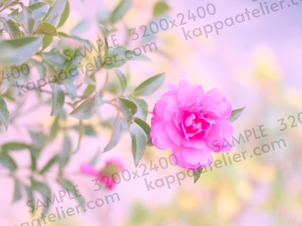 ピンクのサザンカ 写真素材 花 pink camellia sasanqua flower image material