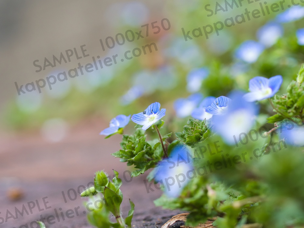 オオイヌノフグリ 写真素材 花 veronica persica flower image material