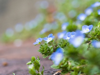 オオイヌノフグリ 写真素材 花 veronica persica flower image material