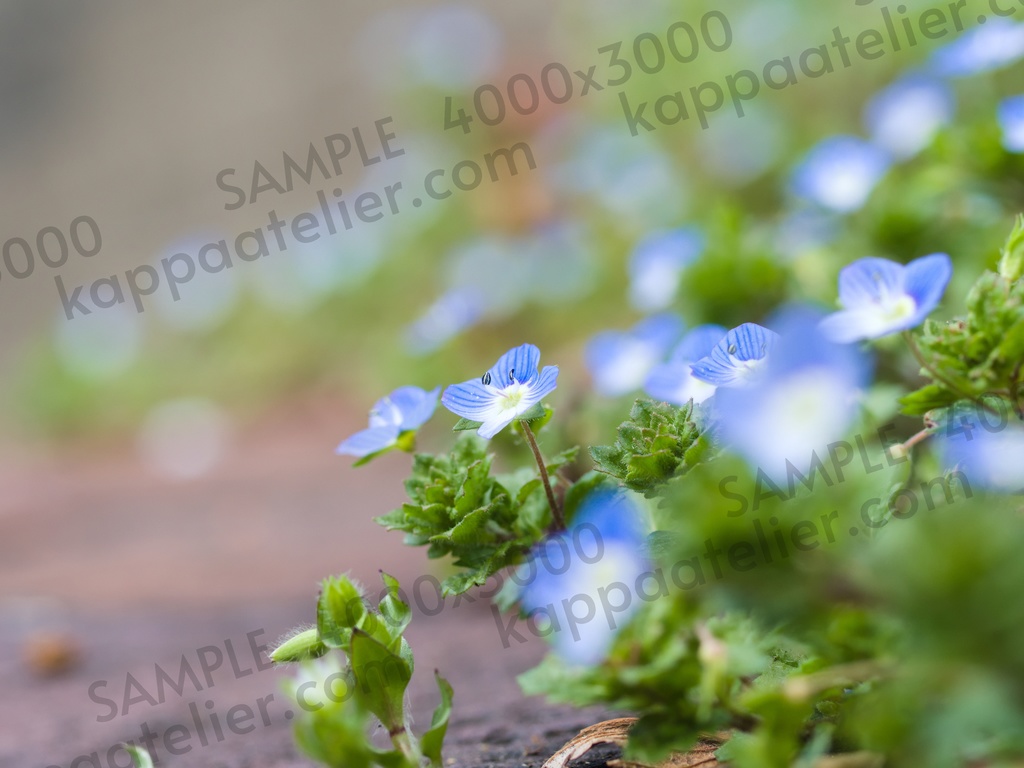 オオイヌノフグリ 写真素材 花 veronica persica flower image material