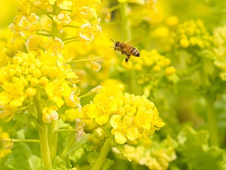 菜の花とミツバチ 写真素材 花 canola flower and bee flower image material