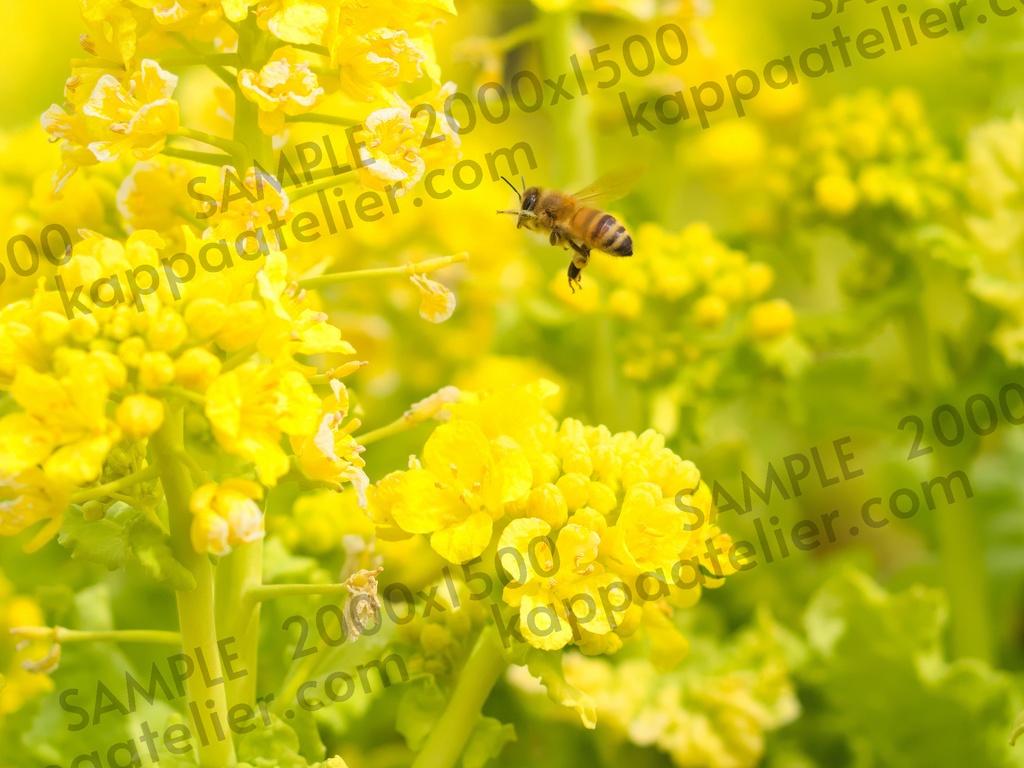 菜の花とミツバチ 写真素材 花 canola flower and bee flower image material