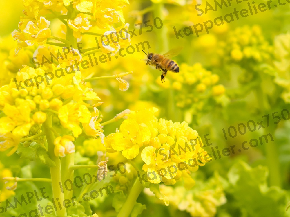 菜の花とミツバチ 写真素材 花 canola flower and bee flower image material