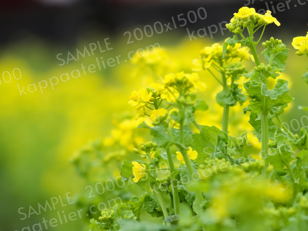 菜の花畑 写真素材 花 canola flower image material