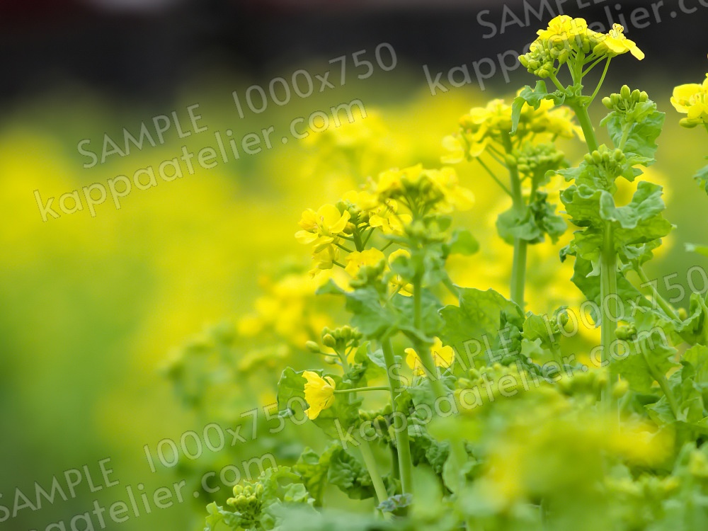 菜の花畑 写真素材 花 canola flower image material