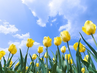 黄色いチューリップと青空 写真素材 花 yellow tulip flower image material