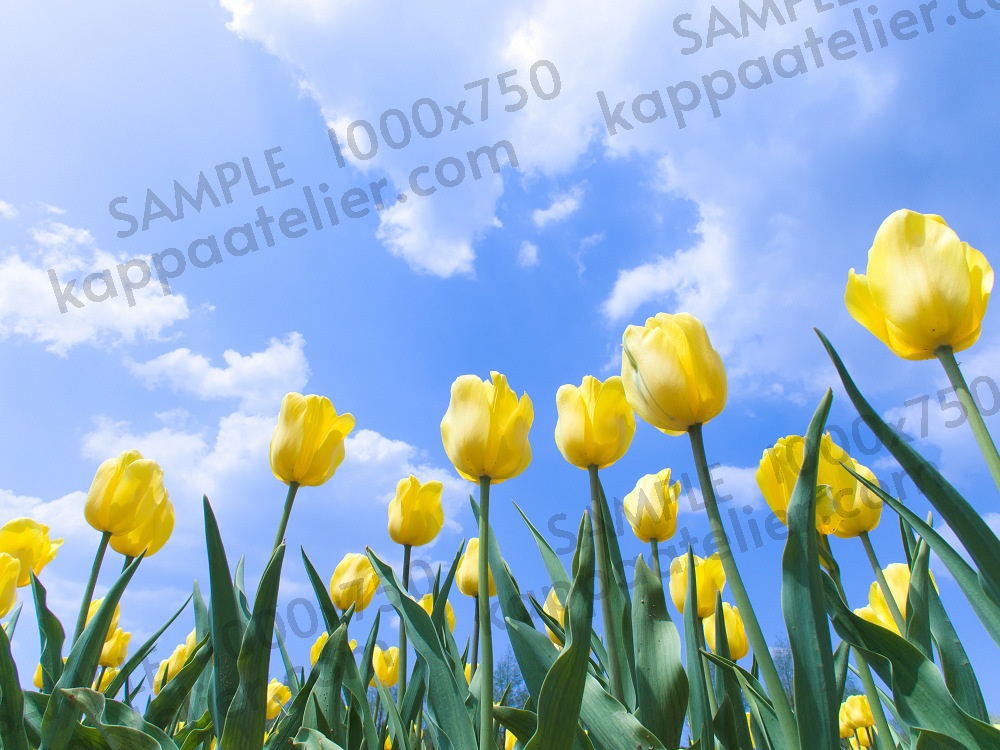 黄色いチューリップと青空 写真素材 花 yellow tulip flower image material