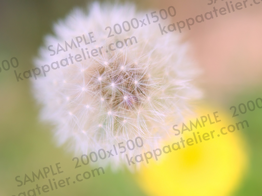 タンポポの綿毛 写真素材 花 dandelion fluff flower image material