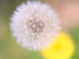 タンポポの綿毛 写真素材 花  dandelion fluff flower image material