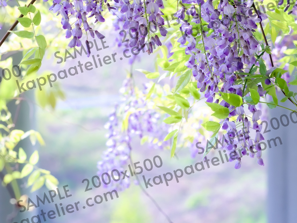 藤の花 写真素材 花 wisteria flower image material