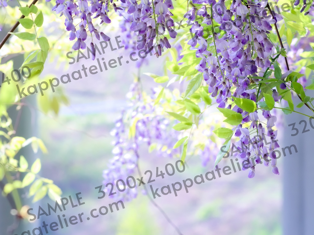 藤の花 写真素材 花 wisteria flower image material