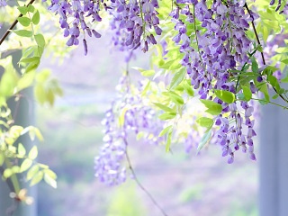 藤の花 写真素材 花 wisteria flower image material