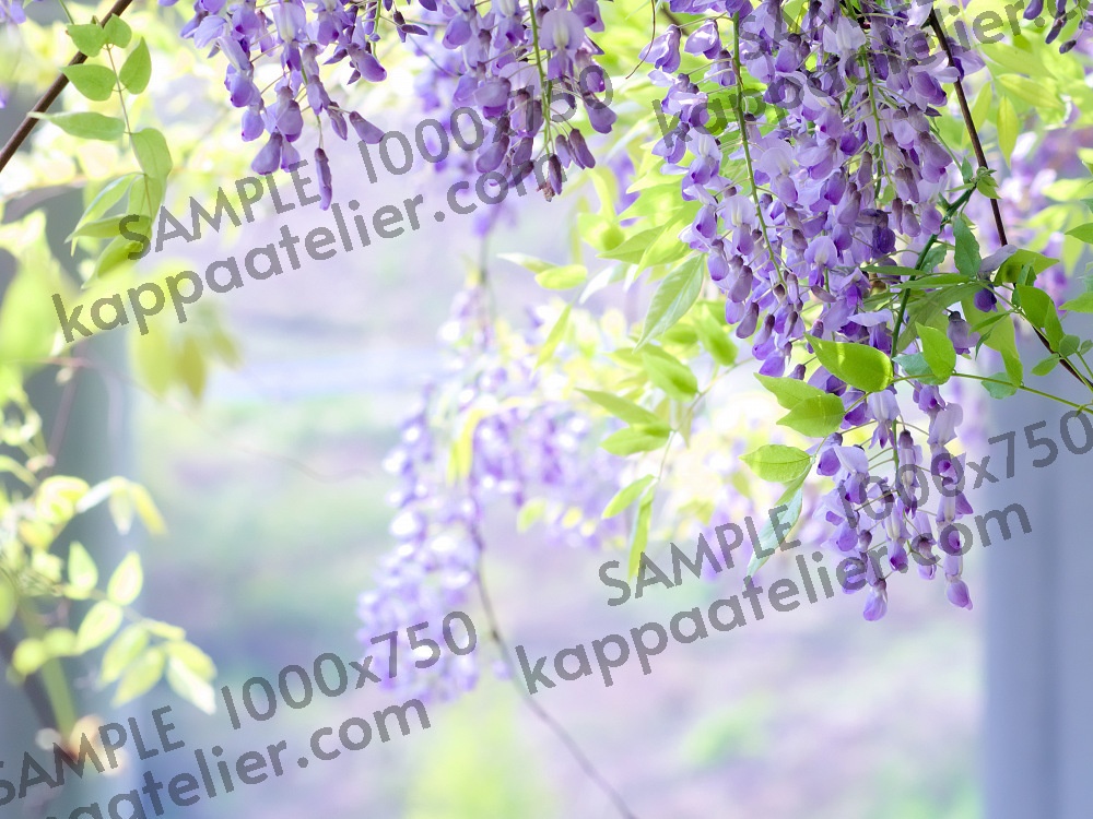 藤の花 写真素材 花 wisteria flower image material