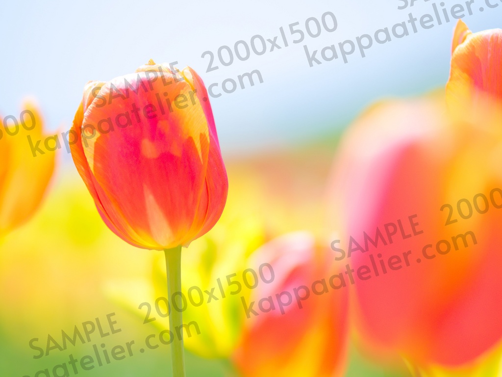 赤いチューリップ 写真素材 花 red tulip flower image material