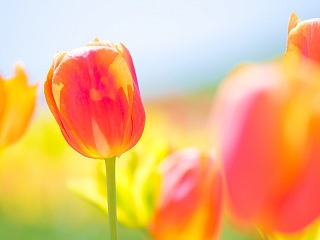 赤いチューリップ 写真素材 花 red tulip flower image material