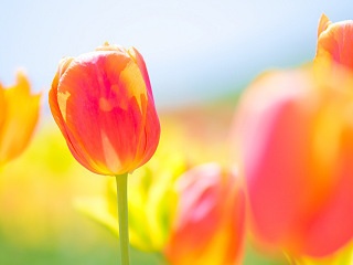 赤いチューリップ 写真素材 花 red tulip flower image material