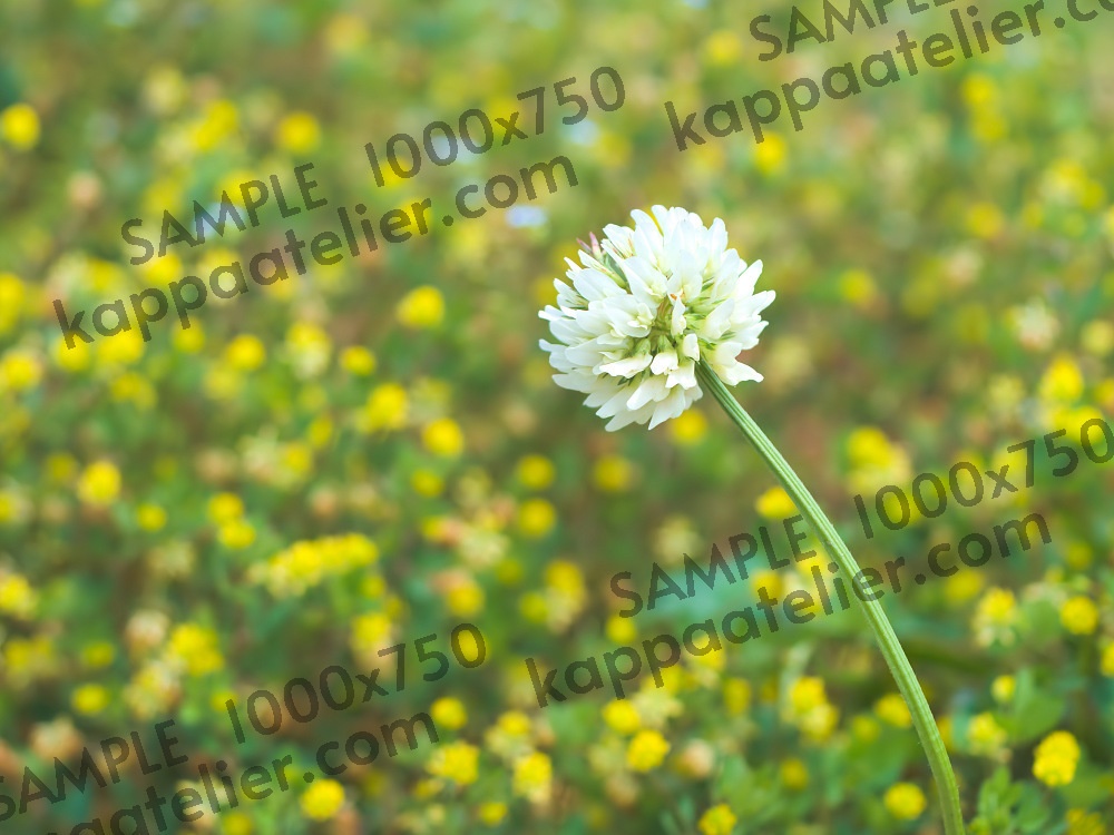 シロツメクサ 写真素材 花 white clover flower image material