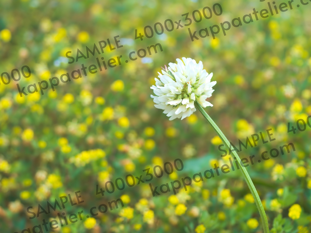 シロツメクサ 写真素材 花 white clover flower image material