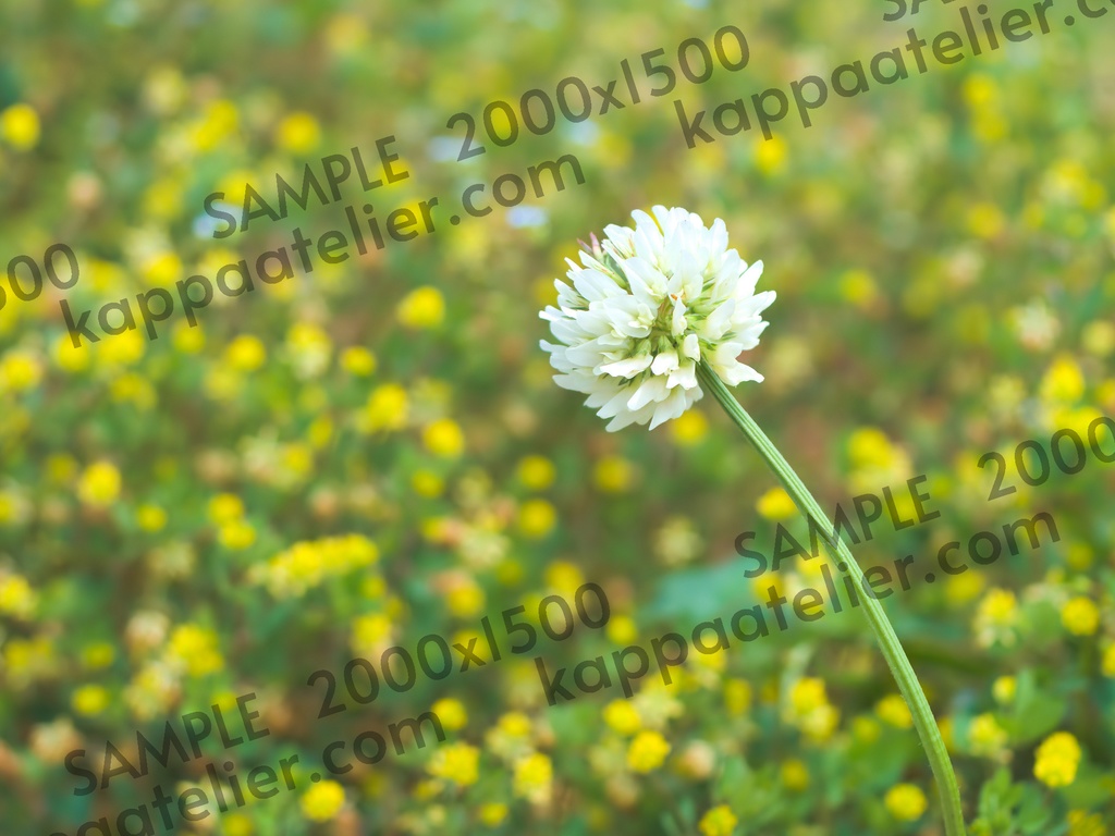 シロツメクサ 写真素材 花 white clover flower image material