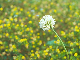 シロツメクサ 写真素材 花 white clover flower image material