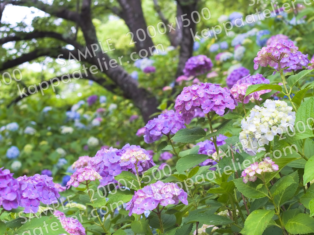 紫陽花 写真素材 花 hydrangea flower image material
