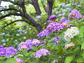 紫陽花 写真素材 花 hydrangea flower image material