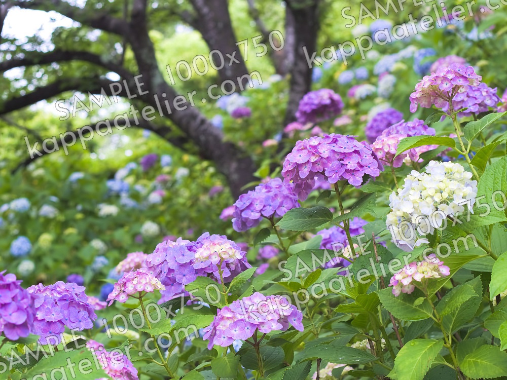 紫陽花 写真素材 花 hydrangea flower image material