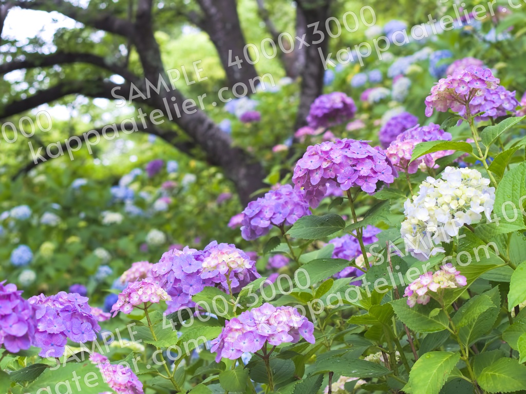 紫陽花 写真素材 花 hydrangea flower image material