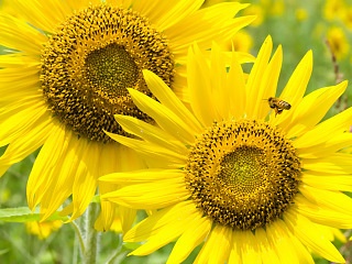 ひまわりとミツバチ 写真素材 花 sunflower and bee flower image material