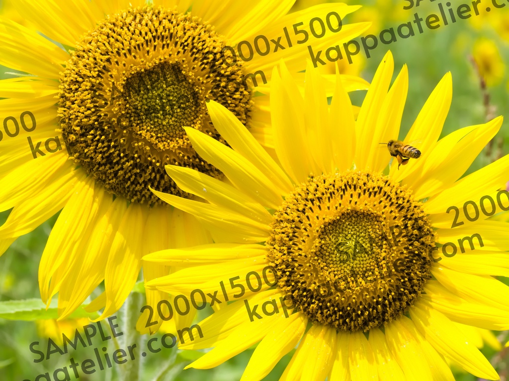 ひまわりとミツバチ 写真素材 花 sunflower and bee flower image material