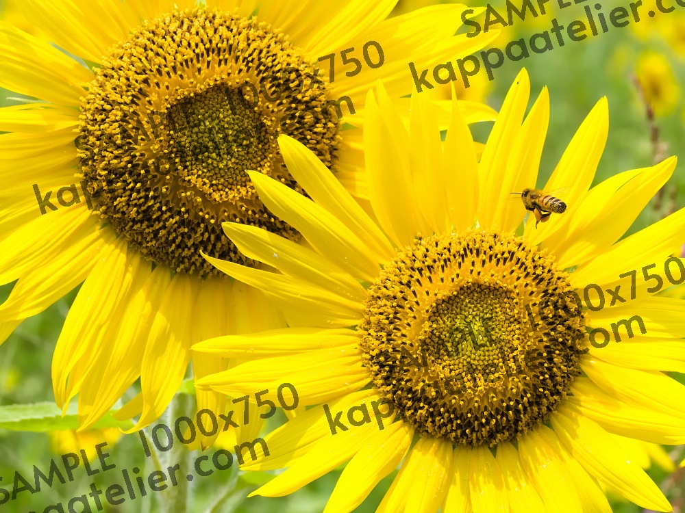 ひまわりとミツバチ 写真素材 花 sunflower and bee flower image material
