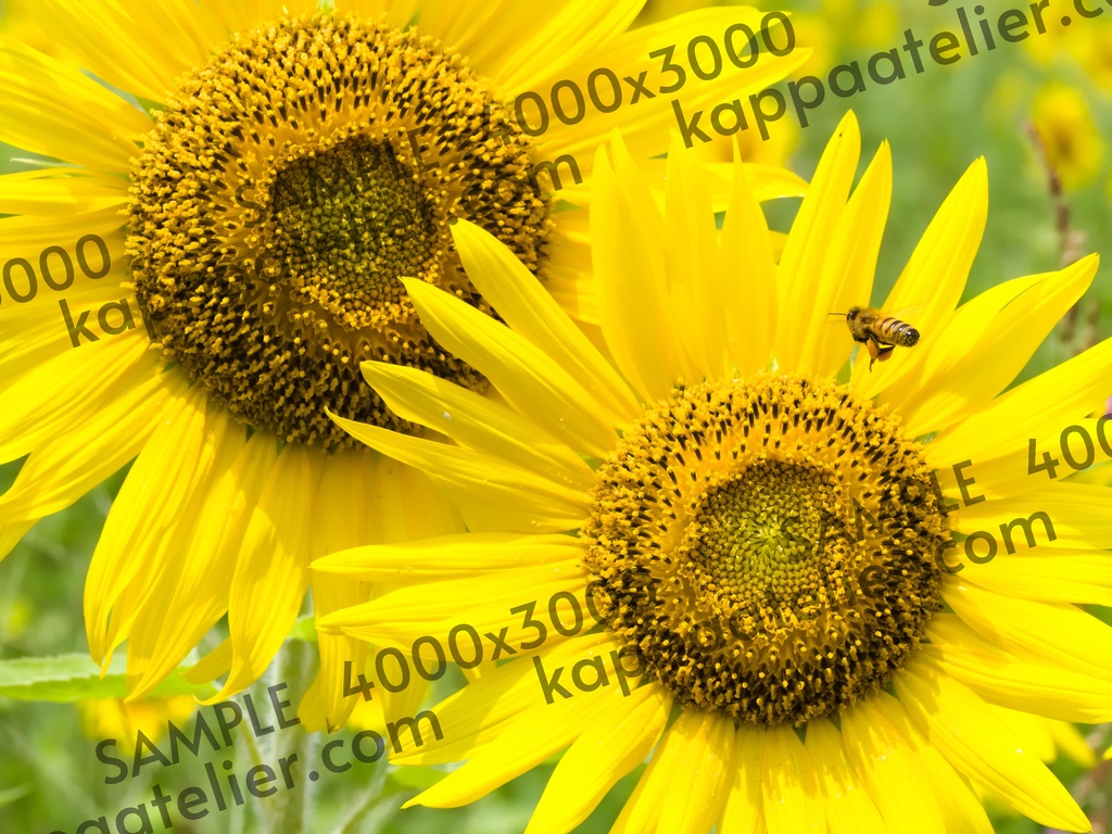 ひまわりとミツバチ 写真素材 花 sunflower and bee flower image material