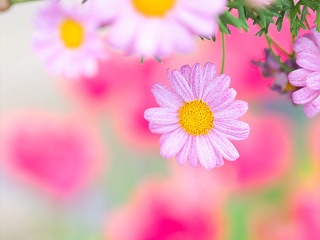 マーガレット 写真素材 花 margaret flower image material