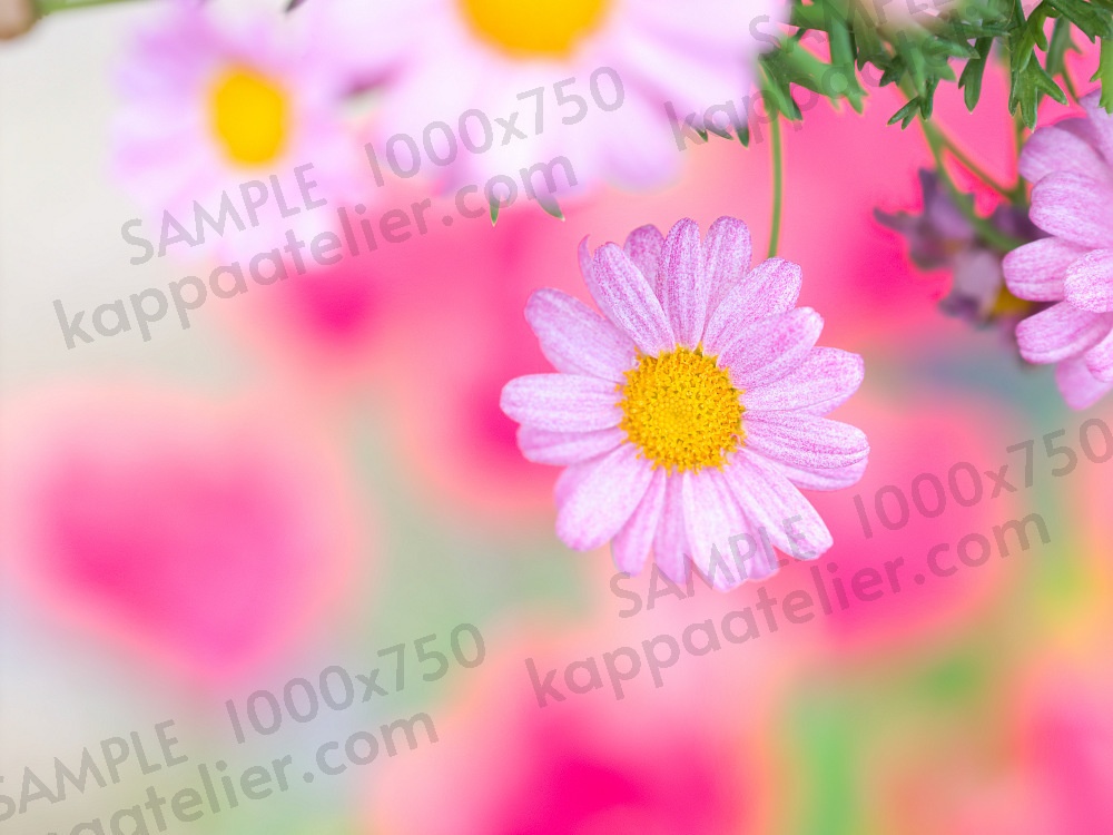 マーガレット 写真素材 花 margaret flower image material